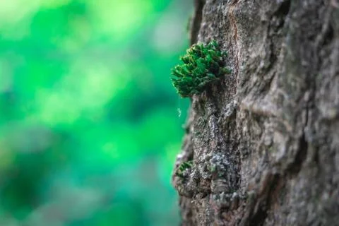 Moss On Tree Bark Close Up With Background Bokeh Stock Photos
