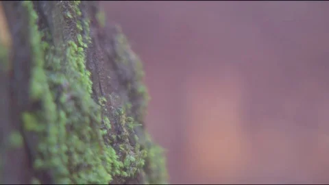 Moss on tree bark Stock Footage 76101566