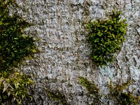 Moss on a tree bark that grows in places 스톡 사진