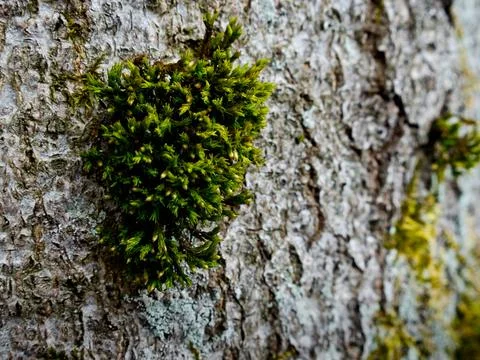 Moss on a tree bark that grows in places 写真素材