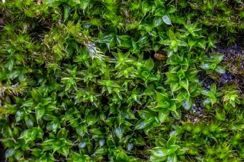 Moss on tree bark macro close up shot Stock Photos