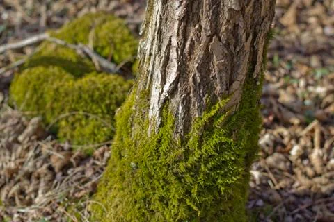 Moss on tree bark Stock Photos