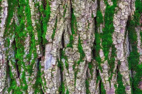 Moss on tree bark Stock Photos