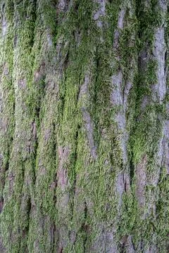 Moss on the tree bark Stock Photos
