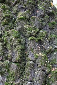 Moss on tree bark texture background Stock Photos