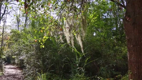 Moss on a tree blowing in the wind during the Fall in the South Stock Footage 143165702