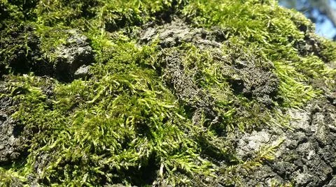 Moss on the tree body Stock Photos