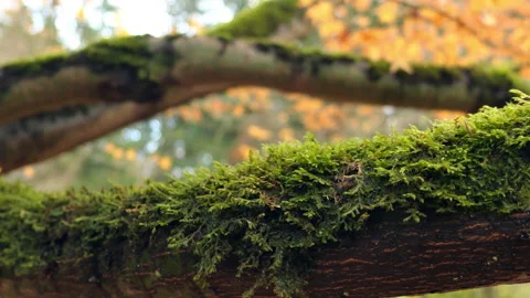 Moss on the tree branch on the background of autumn leaves Stock Footage 166059783