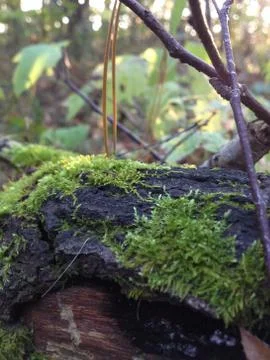 Moss on a tree branch in the forest Stock Photos