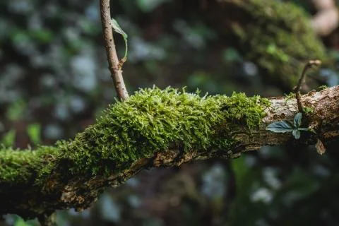 Moss on a tree branch in the forest Stock Photos