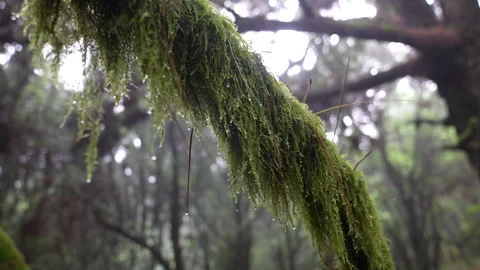 Moss on Tree Branch in Humid Rainforest, Water Drops on Rainy Day, Canary Stock Footage 341327467