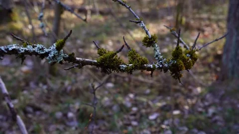 Moss on Tree Branch Macro Stock Footage 332558783