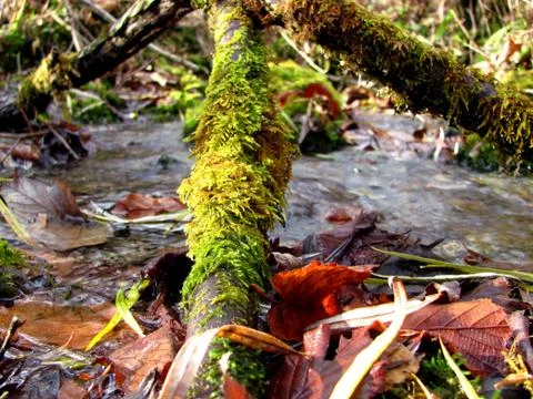 Moss on a tree branch 写真素材