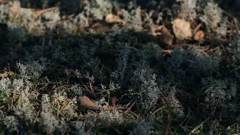 Moss with tree branches and dry leaves covering land in autumn forest, closeup. Video stock 125830187