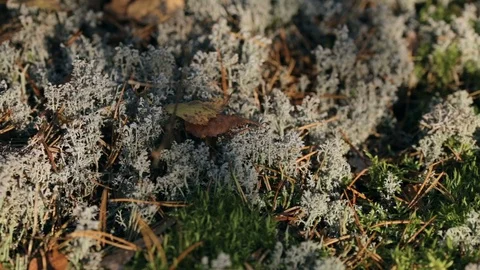 Moss with tree branches and dry leaves covering land in autumn forest, closeup. Video stock 125830663