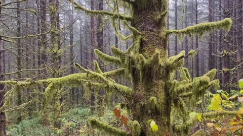 Moss on tree branches at fall in a rainforest Stock Footage 217391474