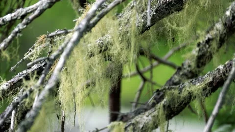 Moss on tree branches. Stock Footage 157868156