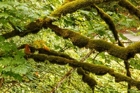 Moss on the tree branches Stock Photos