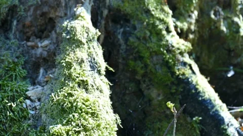Moss On a Tree - Close up Stock Footage 50047592