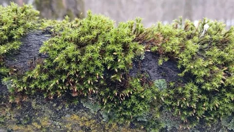 Moss on a tree close-up 스톡 동영상 309767586