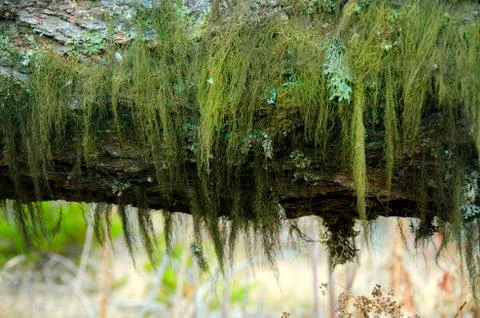 Moss on the Tree Close Up Stock Photos
