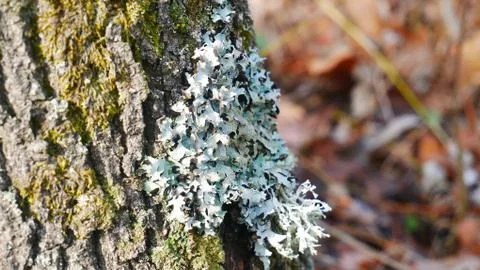 Moss on a tree closeup -1 Stock Photos