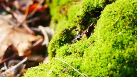 Moss on a tree closeup -2 Stock Photos