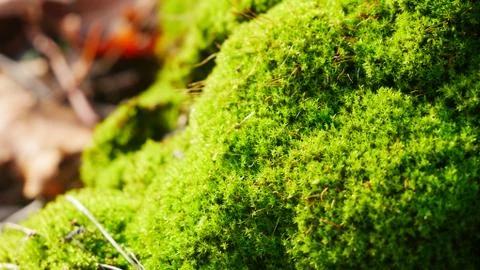 Moss on a tree closeup -3 Stock Photos