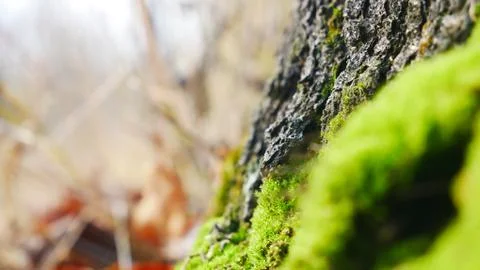 Moss on a tree closeup -4 写真素材
