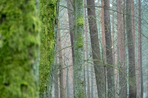 Moss on a tree closeup. Tree trunk in a green forest. Tree bark with green mo 库存照片