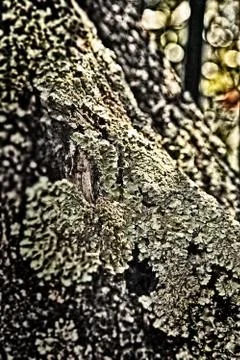 Moss on a tree cortex hdr Stock Photos