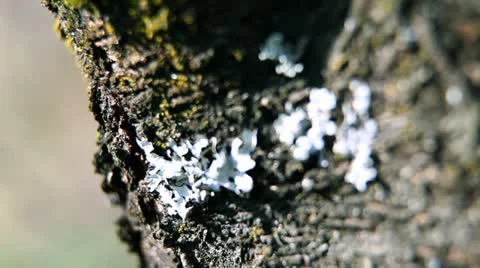 Moss on the tree. Video stock 27742500