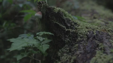 Moss on a Tree Stock Footage 40002384