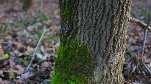 Moss on the tree Stock Footage 58583021