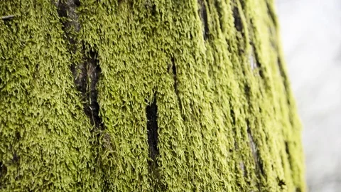 Moss on a tree Stock Footage 94202851