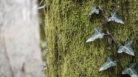 Moss on a tree Stock Footage 94202896