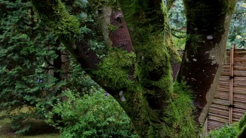 Moss on Tree Video stock 105074173