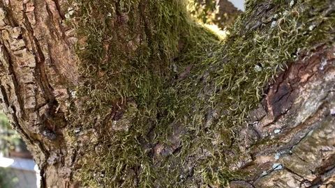 Moss on a tree Stock Footage 107524723