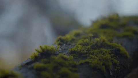 Moss on a tree Stock Footage 118020943