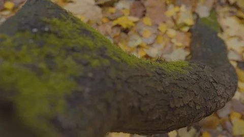 Moss on a tree Stock Footage 118021170