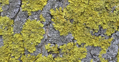 Moss on tree Stock Footage 187004410