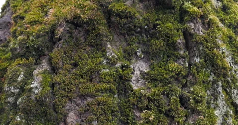 Moss on tree 库存影片 187009316
