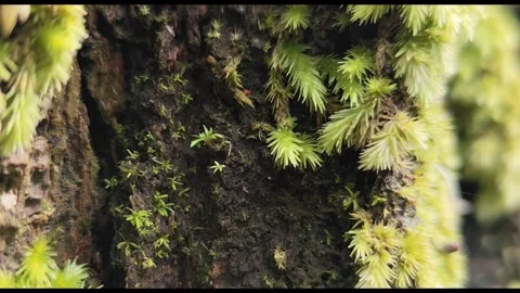 Moss on the tree 스톡 동영상 306766558