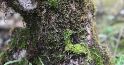 Moss on the Tree Stock Footage 335585862