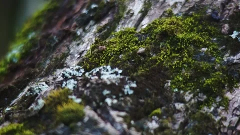 Moss Tree Forest in Extreme Close Up Stock Footage 196447530