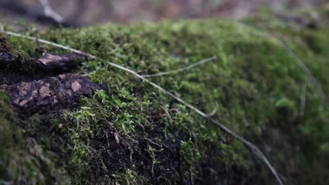 Moss on a tree in the forest Vídeo Stock 70559027