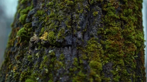 Moss on a tree in the forest Stock Footage 102173938