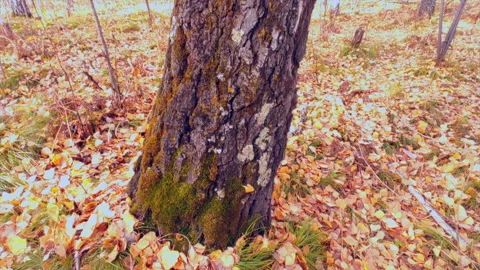 Moss on a tree in the forest medium shot in motion Stock Footage 218271533