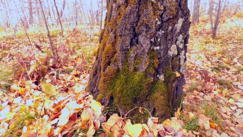 Moss on a tree in the forest medium shot in motion Video stock 218271651