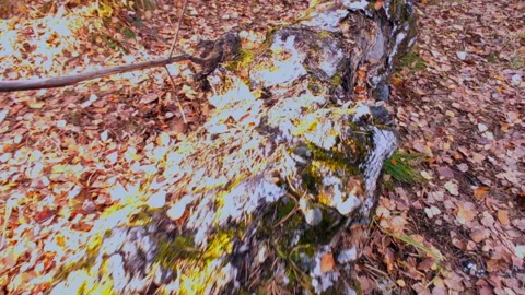 Moss on a tree in the forest medium shot in motion Stock Footage 218271670